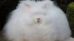 Angora rabbit - каква порода е, колко живот